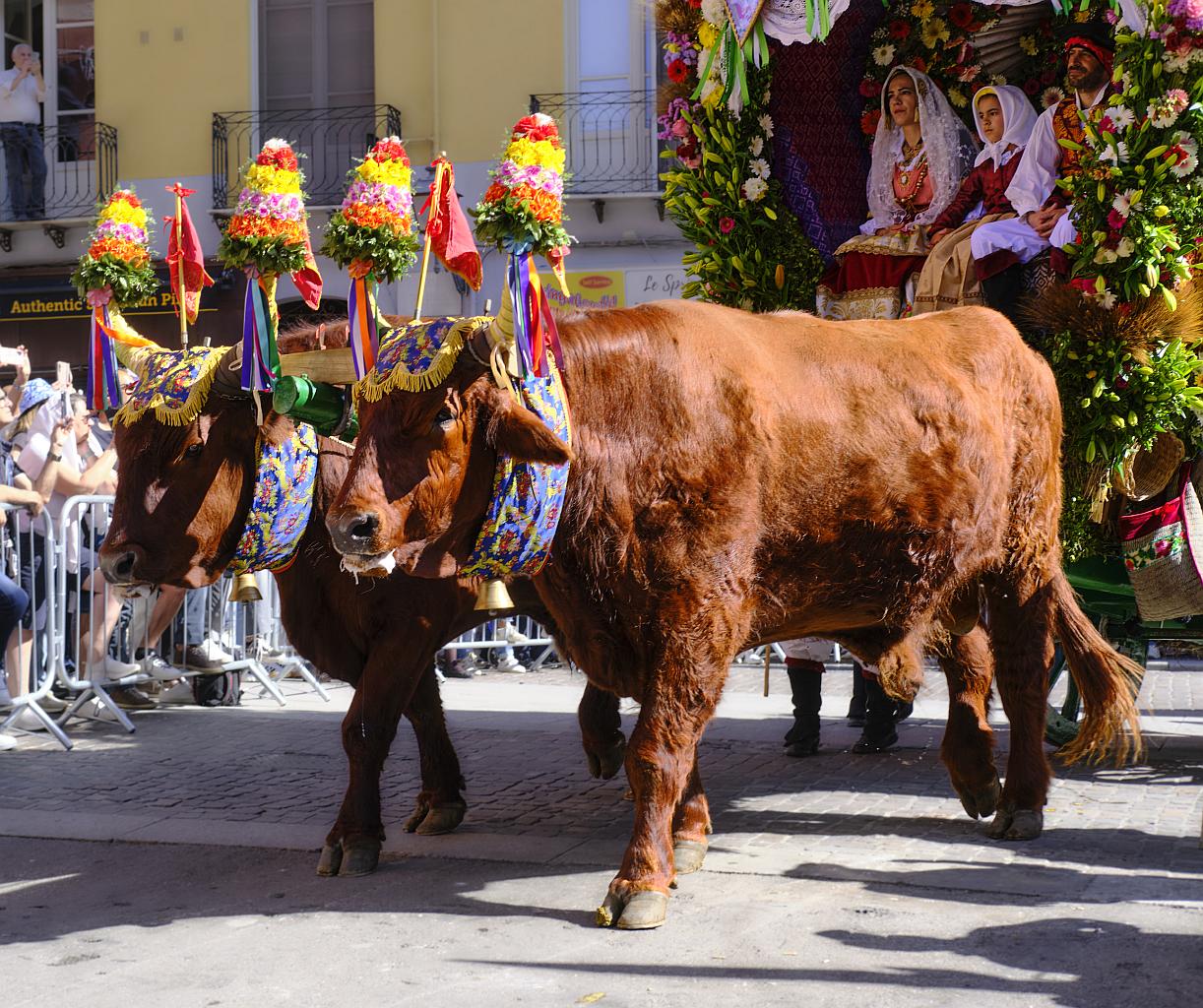 Oxen