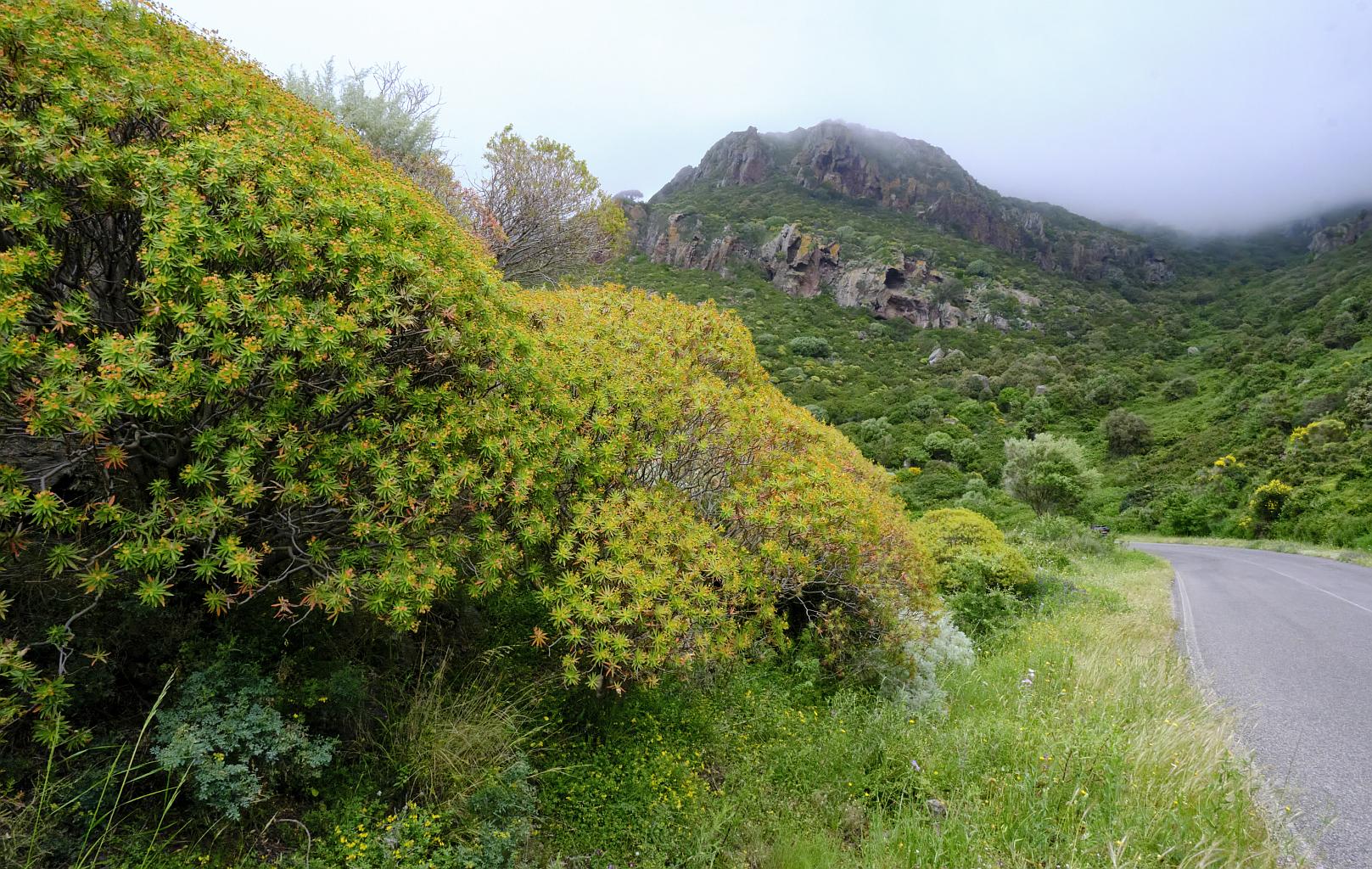 Macchia