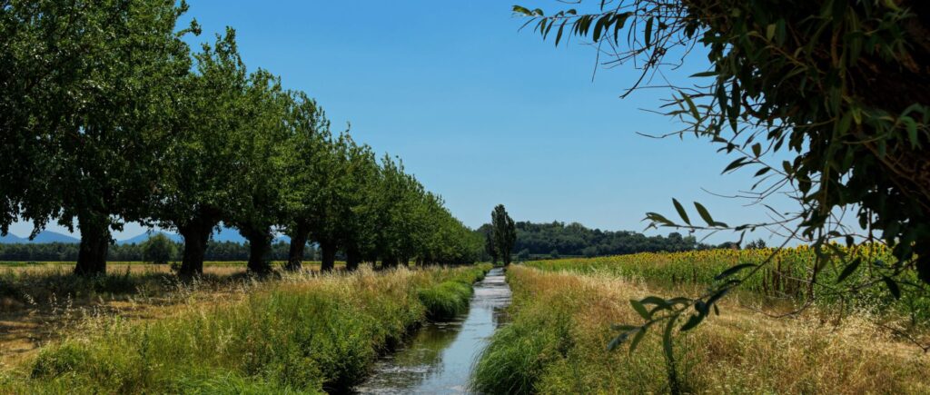 Sunflowers near Toara